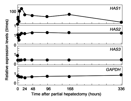 Регенерации печени и повышение гиалуронана (ГАС)